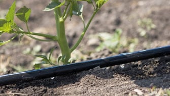 Fertilizantes de Reacción Ácida: Ventajas y Beneficios de su uso en la Fertirrigación