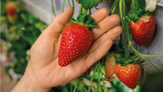Manejo Nutricional del Cultivo de la Fresa
