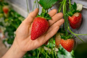 Cultivo de la fresa y su nutricion