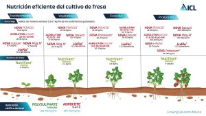 Fenología del cultivo de la fresa