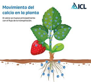 Movimiento del Calcio en las plantas