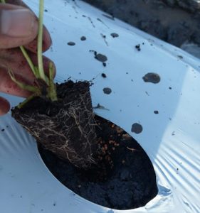 Aplicación de agrocote en fresa