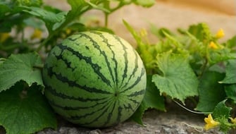 Polysulphate aumentó el rendimiento del cultivo de la sandía