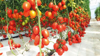 El calcio en el cultivo de tomate