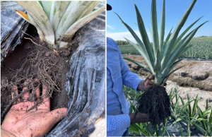 raices de piña