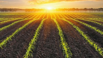 El impacto de los micronutrientes en el cultivo de maíz