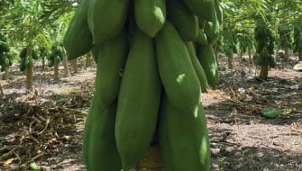 El poder del calcio en el cultivo de Papaya