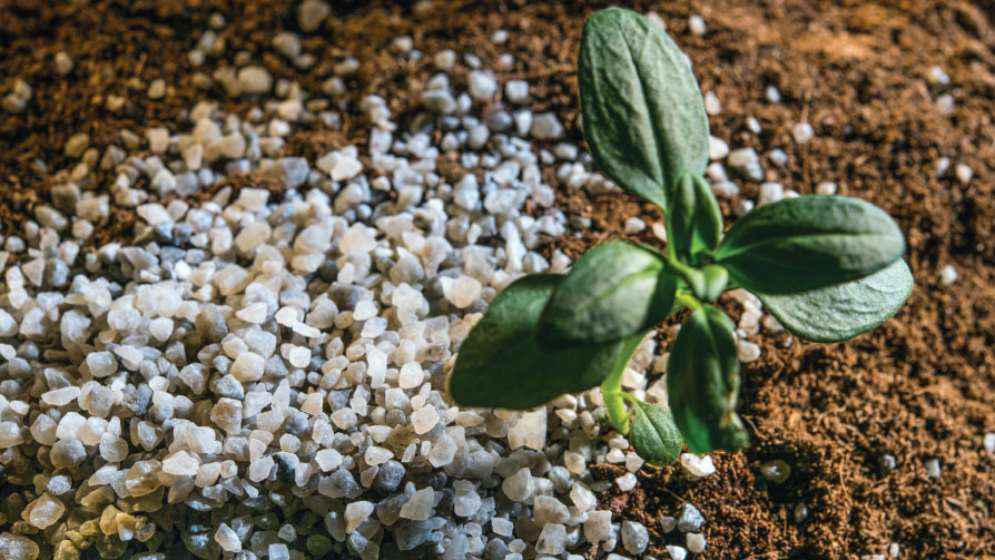 Polysulphate: un enfoque moderno para la nutrición con azufre