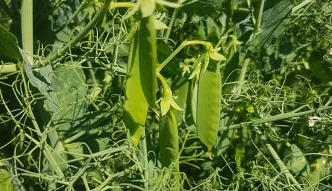 Peas