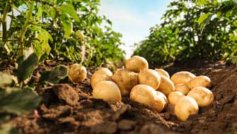 Prolonged release fertiliser brings benefits to potato production