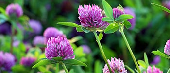 Spring timing for Overtake weed control