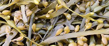 ICL-Royal Holloway Study: Seaweed research for plant parasitic nematodes.