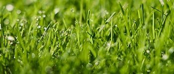 Controlled release fertilisers enhance soil health