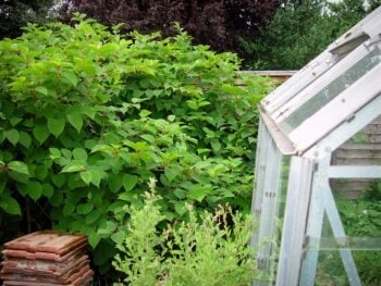 Identifying and managing Japanese knotweed