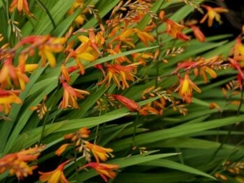 Identifying and managing Montbretia