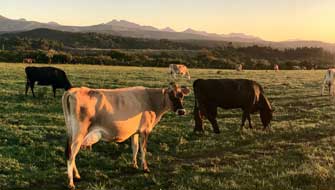 Polysulphate-powered fertiliser boosts productivity & environmental benefits