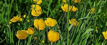 Creeping buttercup identification and control