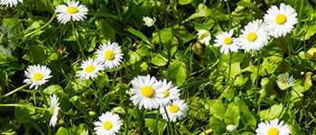 Daisy identification and control