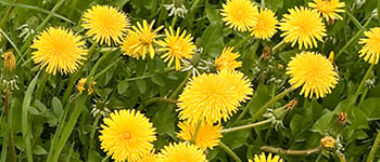 Dandelion identification and control