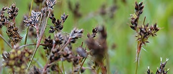 Field woodrush identification and control