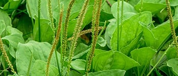 Greater plantain identification and control