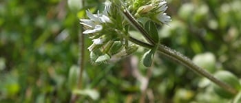 Mouse-ear chickweed identification and control