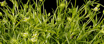 Pearlwort identification and control