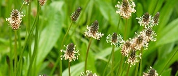 Ribwort plantain identification and control