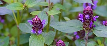 Selfheal identification and control