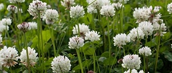 White clover identification and control