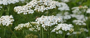 Yarrow identification and control