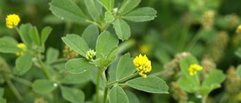 Yellow suckling clover identification and control