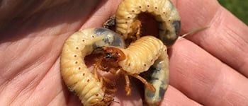 Results of new Chafer grub trials for Acelepryn and NemaTrident B