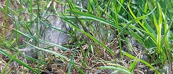 Understanding Pythium disease in turf management