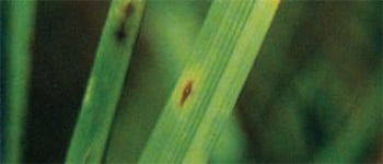 Understanding Leaf spot disease in turf management