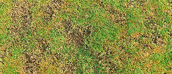 Understanding Brown patch disease in turf management