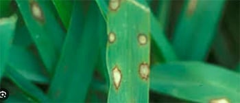 Understanding Grey leaf spot disease in turf management
