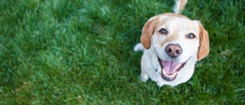 How long should pets be kept off grass after fertiliser applications?