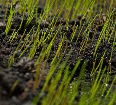 Biostimulant benefits young turf