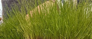 Reduced nitrogen loss