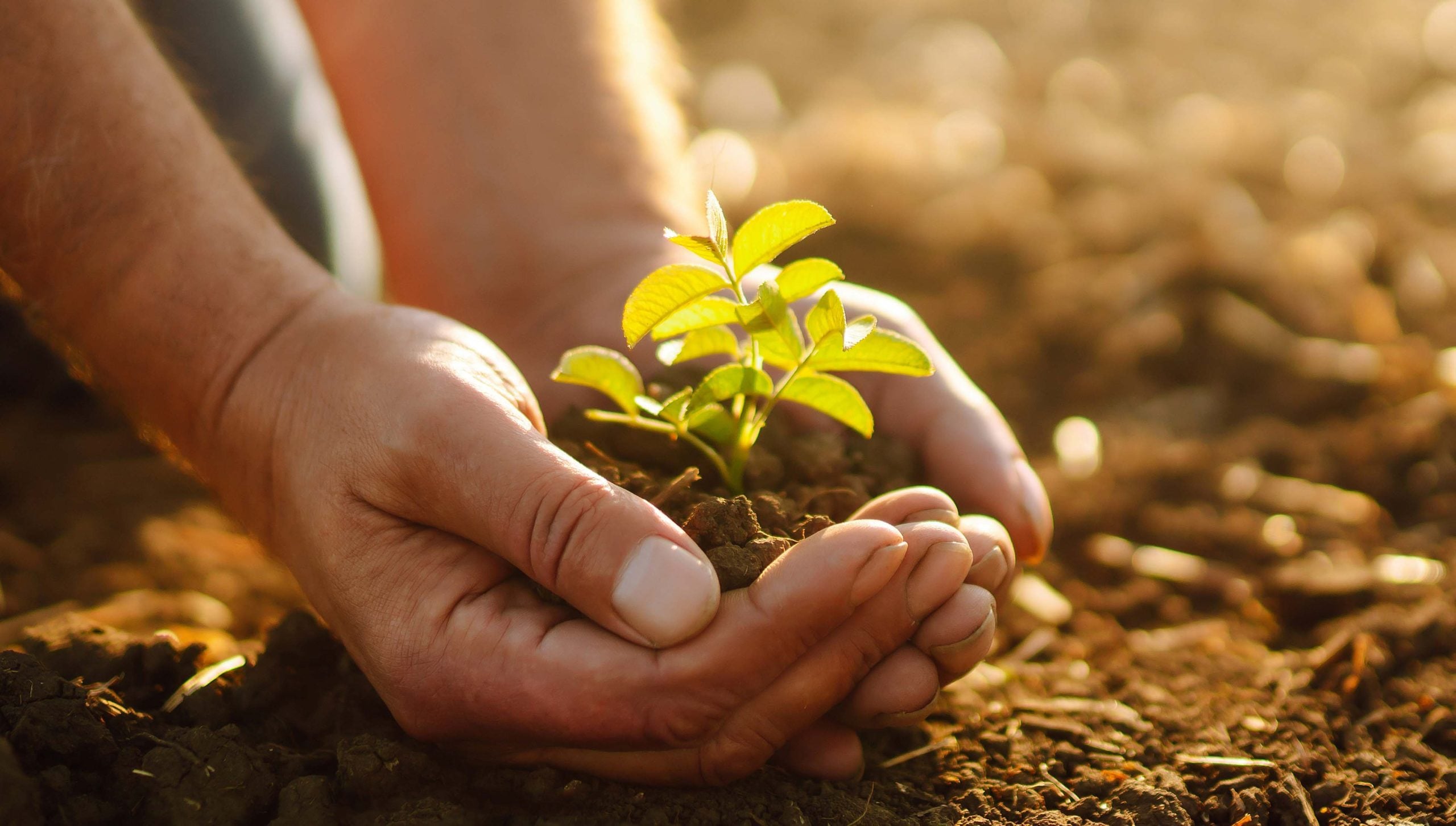 ICL Group Recognised as a Leader in Sustainable Agriculture