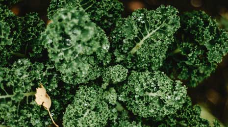 Kale