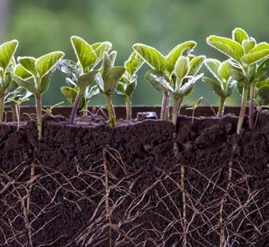 How to restore sulphur and key nutrient levels in soil this autumn