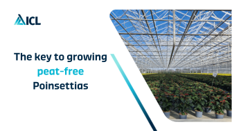 The key to growing peat-free Poinsettias