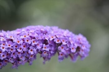 Identifying and managing Butterfly-bush aka Buddleja