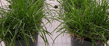 Acadian seaweed extract demonstration