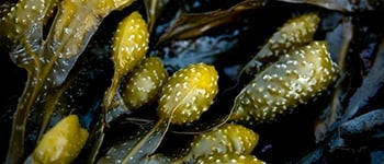 Understanding seaweed extraction methods: What the research tells us