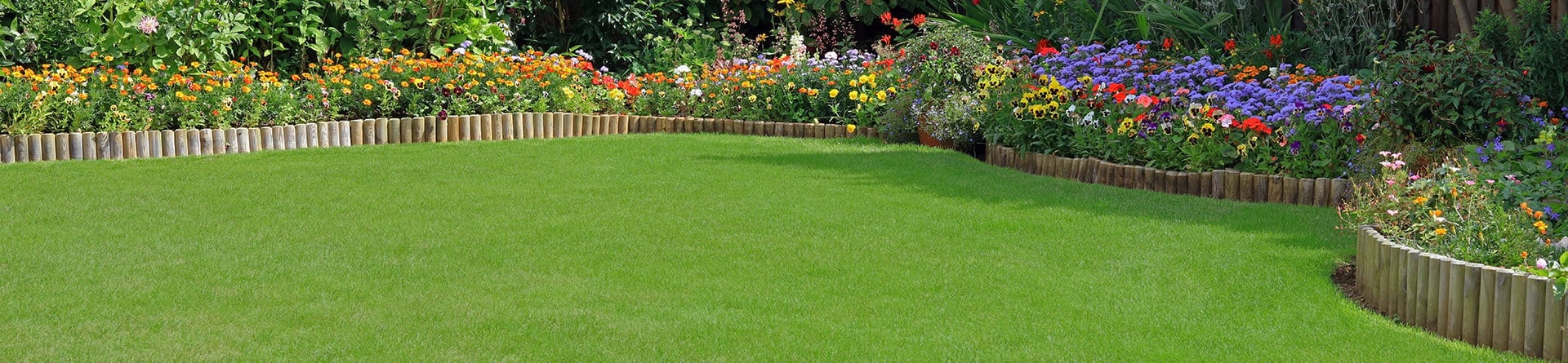 Spring into action on lawn weeds