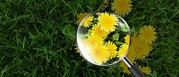 Common Turf Weeds Guide