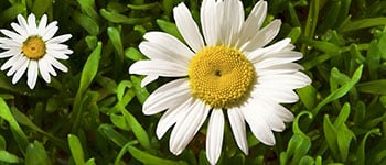 What is florasulam?